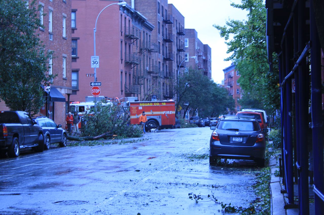 Fallen trees in West Village