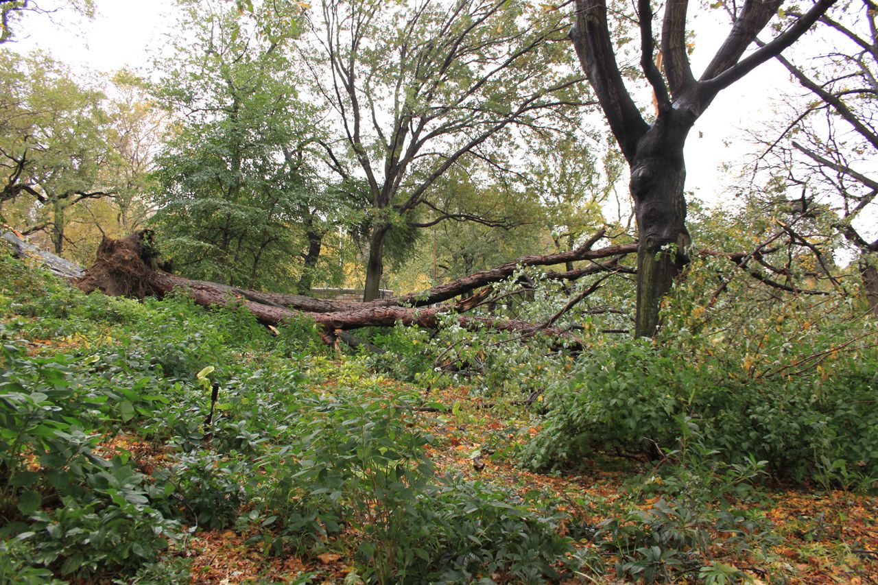 Riverside Park After Hurricane Sandy hit the Upper West Side