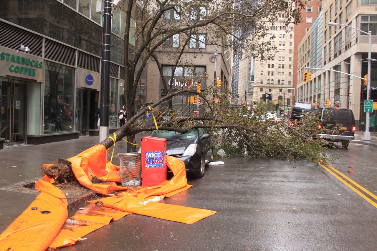 Trees crushed cars due to Sandy